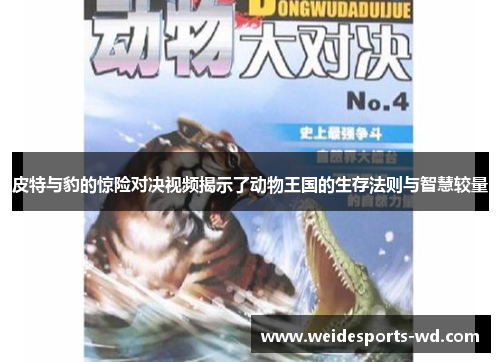 皮特与豹的惊险对决视频揭示了动物王国的生存法则与智慧较量
